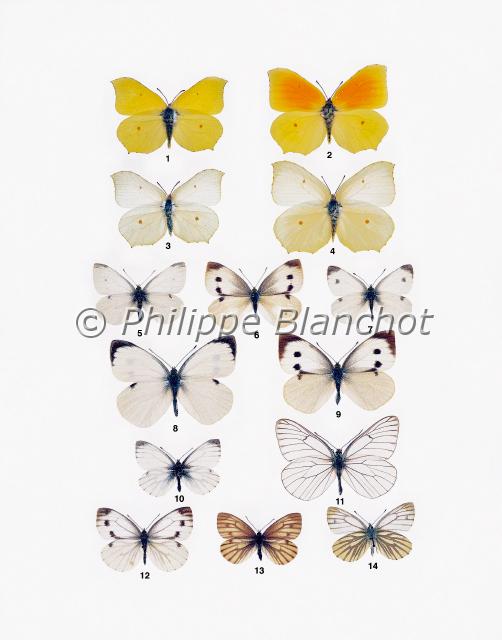 papillons 12.JPG - in "Le Guide Entomologique"Patrice Leraut et Philippe BlanchotEds Delachaux & Niestlé 2003Lépidoptères1 mâle, 3 femelle Gonepteryx rhamni (Linné), Le Citron, Pieridae2 mâle, 4 femelle Gonepteryx cleopatra (Linné), Le Citron de Provence, Pieridae5 mâle, 6 femelle Pieris rapae (Linné), La Piéride de la rave, Pieridae7 mâle Pieris mannii Mayer, La Piéride de l’ibéride, Pieridae8 mâle, 9 femelle Pieris brassicae (Linné), La Piéride du chou, Pieridae10 mâle, 12 femelle, 14 mâle (verso) Pieris napi (Linné), La Piéride du navet, Pieridae11 Aporia crataegi (Linné), Le Gazé, Pieridae13 femelle Pieris napi bryoniae (Hübner), La Piéride de l’arabette, Pieridae